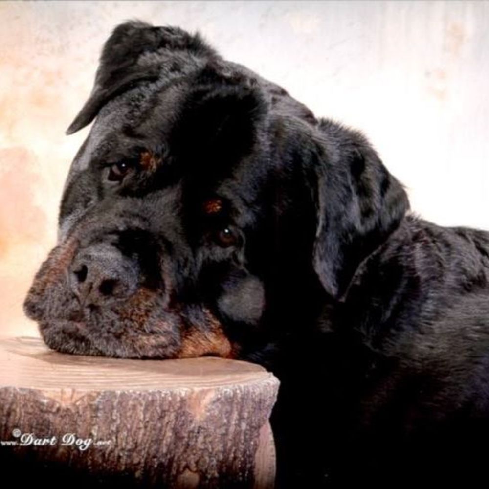 Meet your Posher, Janine